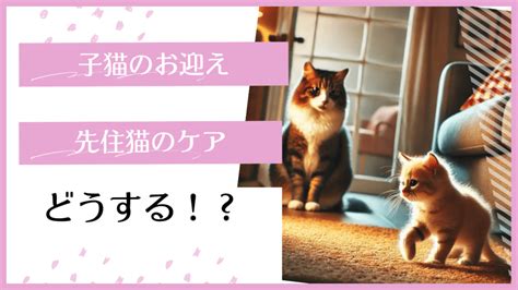 子猫を家に迎える準備