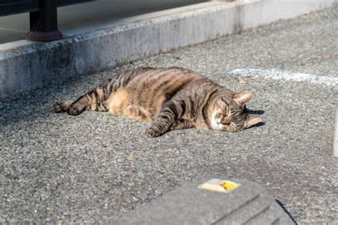 子猫を迎え入れる前に知っておきたいこと