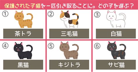 子猫を選ぶ