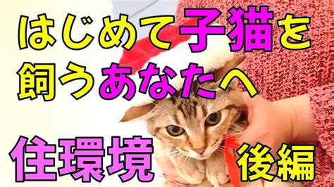 子猫を飼うすべて: 決定から世話まで