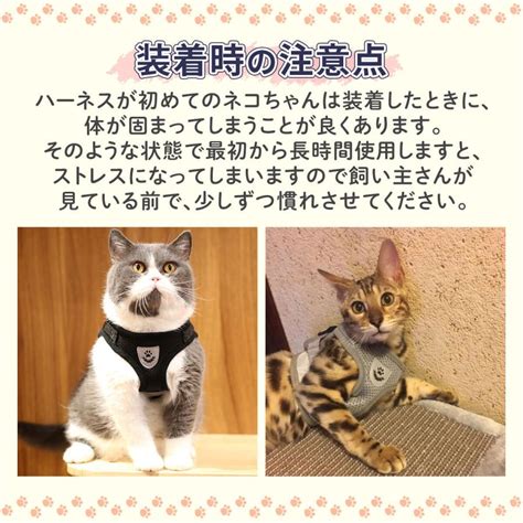 子猫用ハーネスの重要性