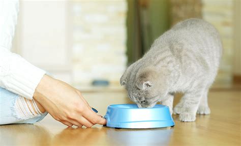 子猫2か月の食事：栄養、与え方、一般的な間違い