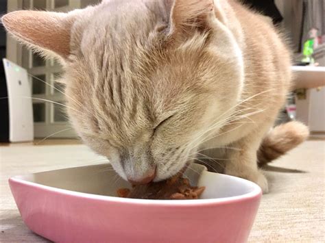 子猫2ヶ月 ご飯の選び方と与え方