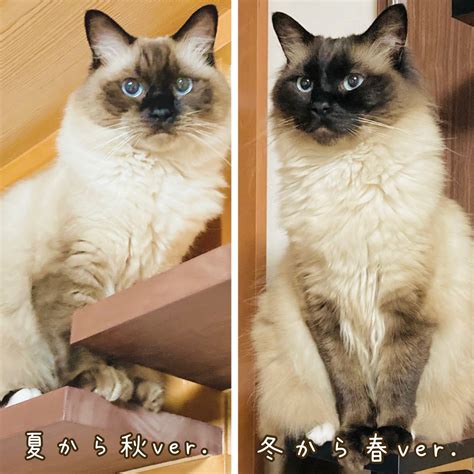 季節によって変化する猫の生理とそのケア