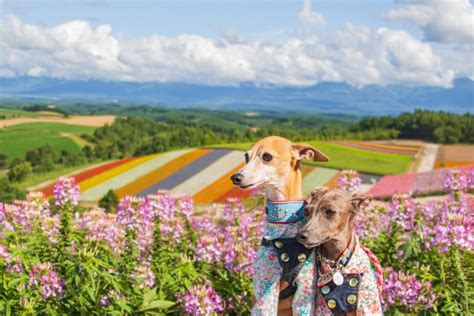 定山渓で愛犬と過ごす極上の旅