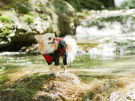 定山渓ペットホテルで愛犬・愛猫を安心してお預け！