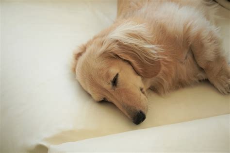 定山渓ペット：愛犬と楽しむ温泉街の旅