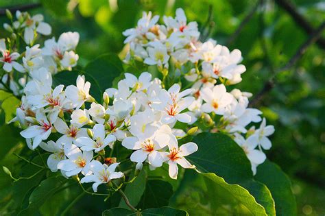 客家代表花：油桐花