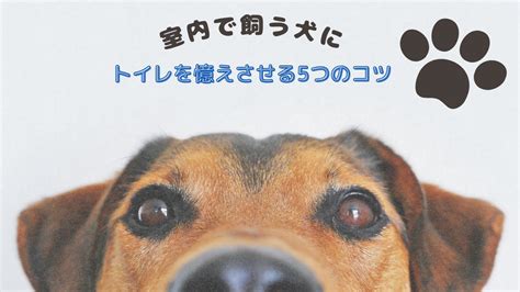 室内トイレトレーニングの極意！トイレサークルを賢く活用して愛犬にトイレを覚えさせよう