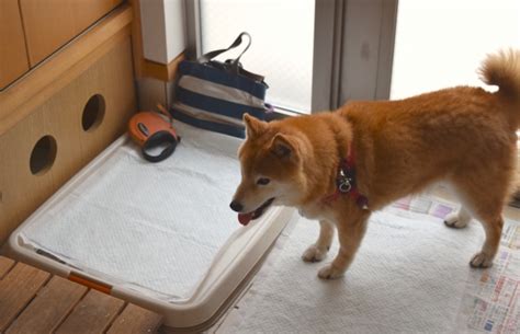 室内犬のトイレの場所