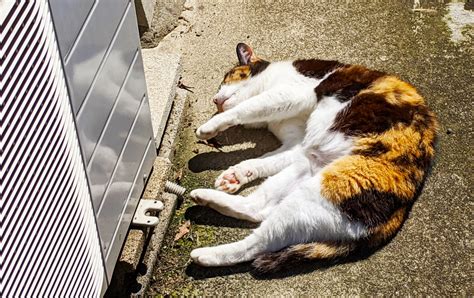 室内飼い猫でもノミに感染する可能性がある