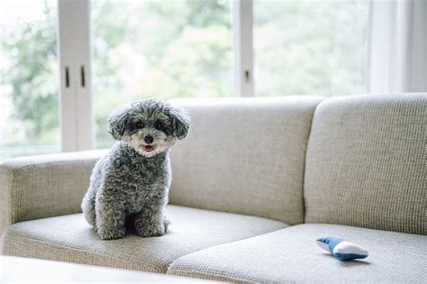 室内 犬