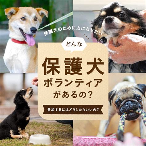 宮城県の保護犬ボランティアガイド ―― あなたの愛と支援を待っている犬たち