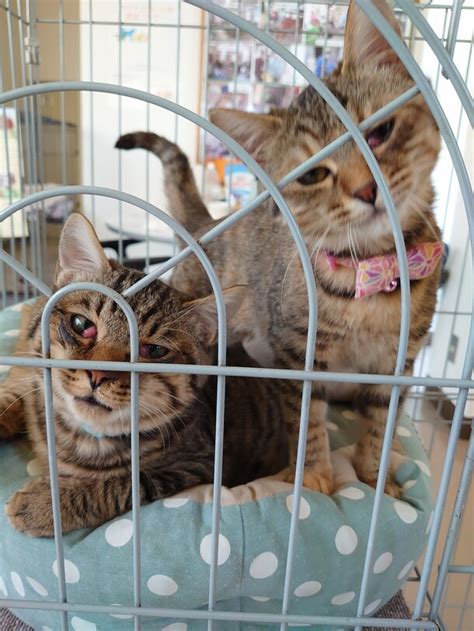 宮城県動物愛護センターのすべて ～大切な家族のために～