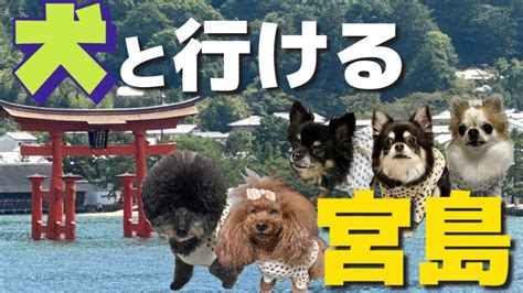 宮島犬の魅力と飼い方