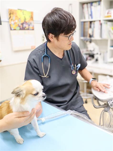 宮川動物病院下田で最高のペットケアを見つけよう