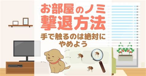 家の中でノミを駆除する方法