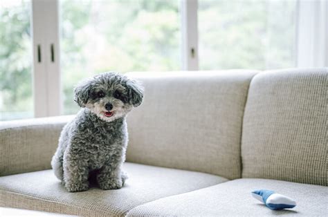 家の中で飼える犬: 種類や選び方、おすすめの犬種