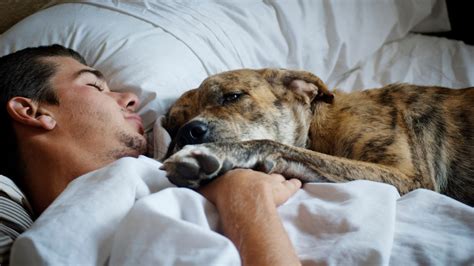 密着して眠る犬の秘密と飼い主へのメリット