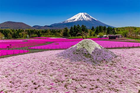 富士山の麓