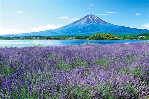 富士山大石公園