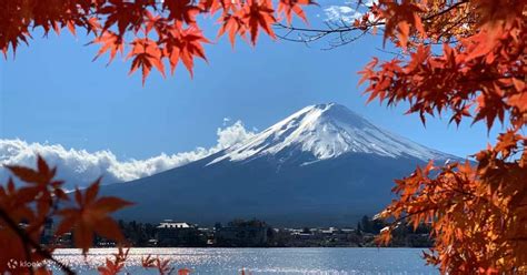 富士山賞楓