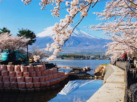 富士山賞櫻