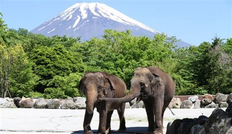 富士山野生動物園