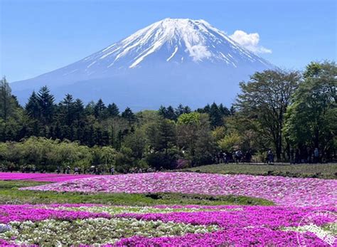 富士山 大 飯店