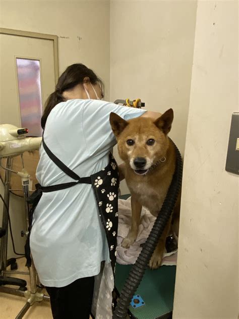 富里 動物 愛護 センター