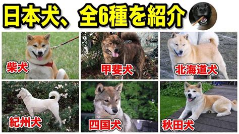 寛骨犬: 日本を代表する犬種