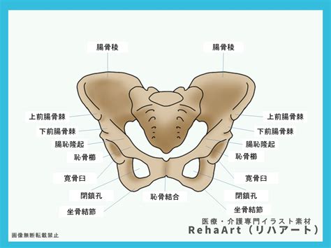 寛骨犬のすべて: 健康管理からトレーニングまで