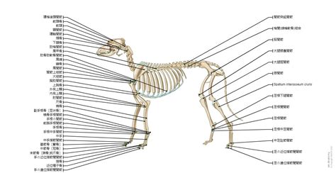 寛骨犬：愛らしいコンパニオン、賢いワーカー