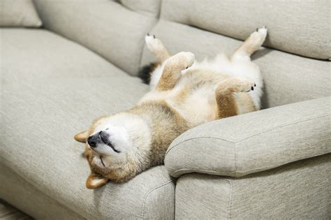 寝ている犬の健康と幸福のための包括ガイド