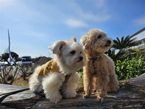 寬骨犬の飼育：包括ガイド