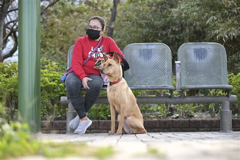 寵物友好的海灘和公園