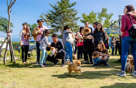 寵物歡樂園：寵愛毛朋友的絕佳選擇