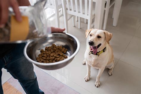 寵物的飲食聖經：認識寵物飼料的方方面面