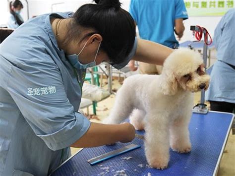 寵物美容師，蓬勃發展的行業