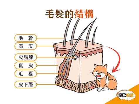 寵物 皮膚