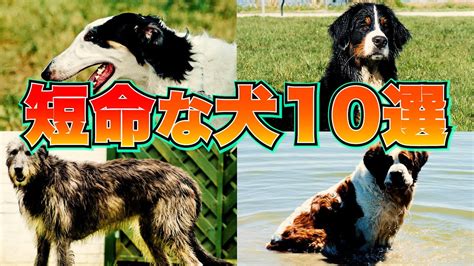 寿命が短い犬の品種