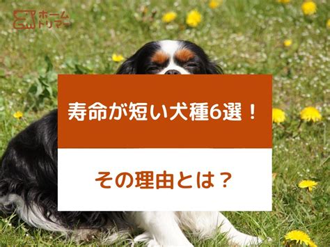 寿命が短い犬種とその特徴