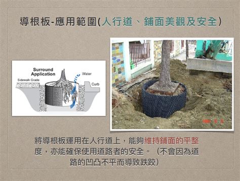 導 根 板：下水道系統的守護者