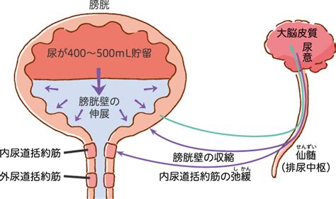 小さな膀胱容量：