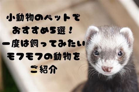 小動物ステップ：小さなペットを幸せで健康に保つための包括ガイド