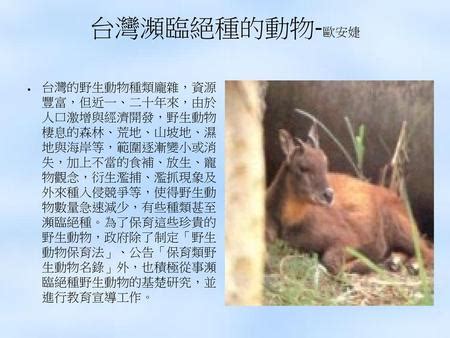 小動物逐漸普及