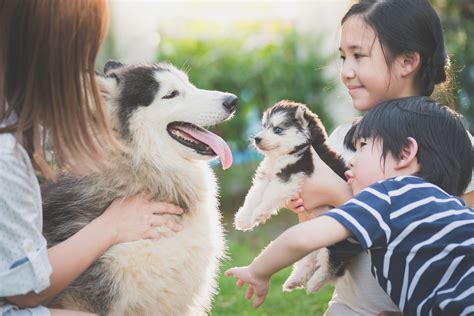 小動物：寵物中的寶貝