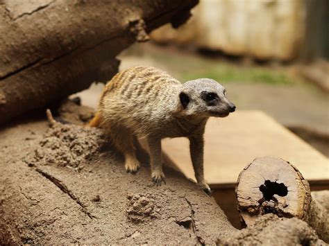 小動物：我們毛茸茸、可愛又令人驚嘆的夥伴