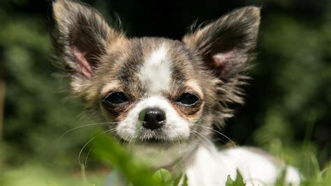 小型の犬種