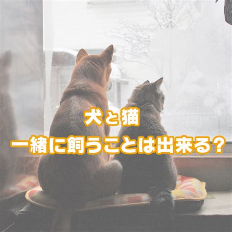 小型犬と大型猫の共存ガイド：チワワとトラ猫の現在